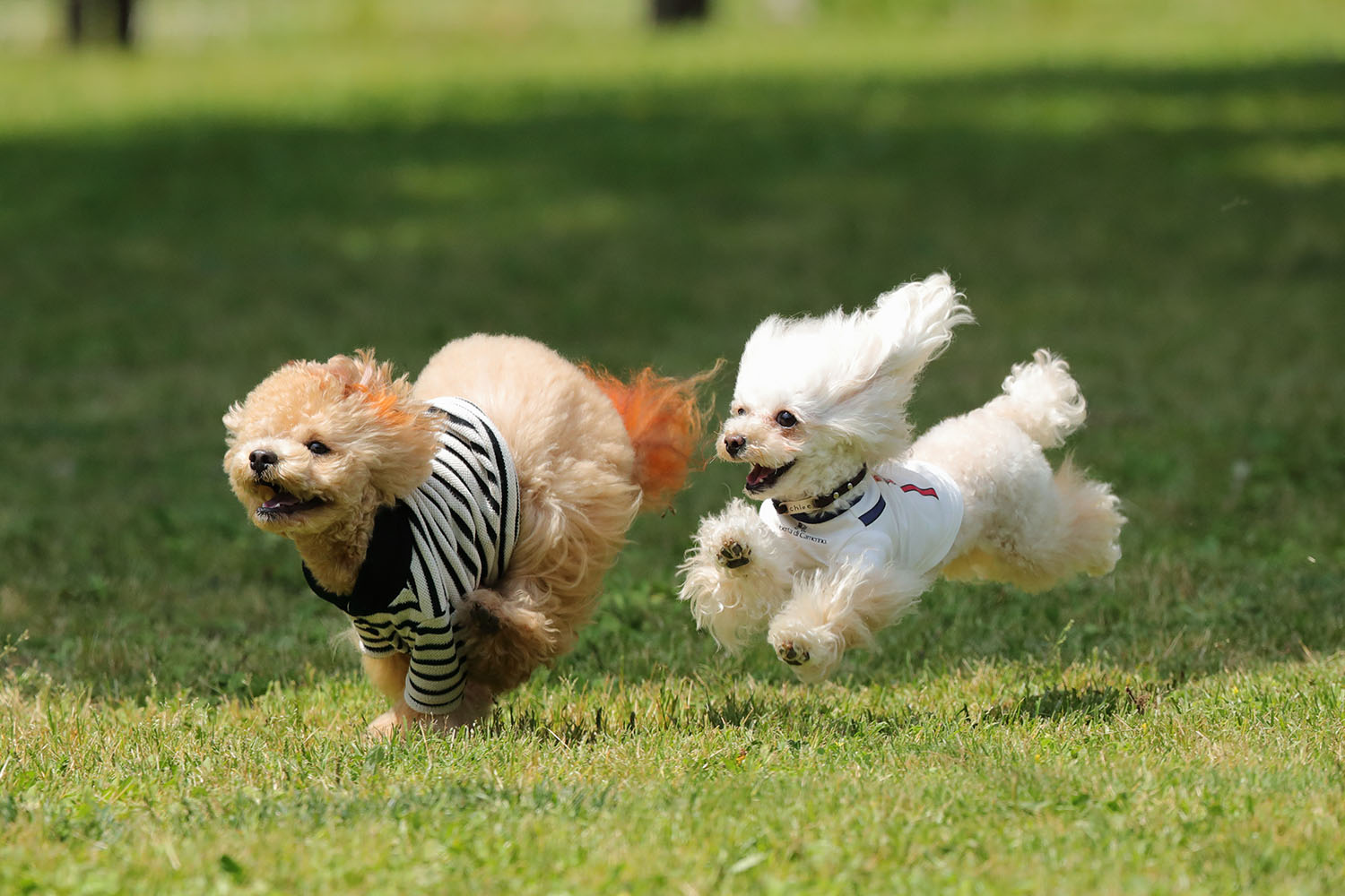 【三重】フリーアンドイージーで寛ぐ2匹の犬